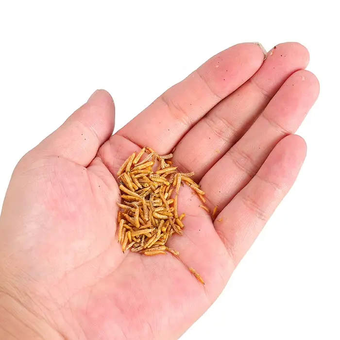 Asticots séchés 100g pour amorce carpe - additif naturel pour pêche au coup